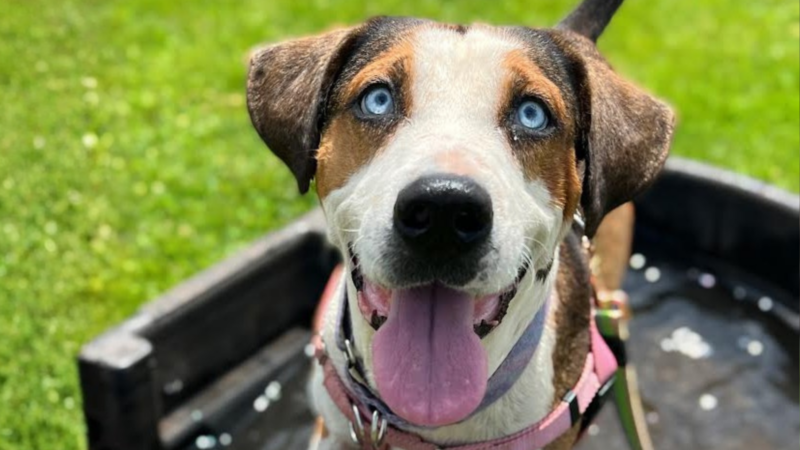 Pet of the Week: Buck